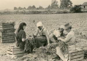 OK_1960_02_Personen_Umgebung_Landwirtschaft_Arbeit_003112_BNR191.jpg